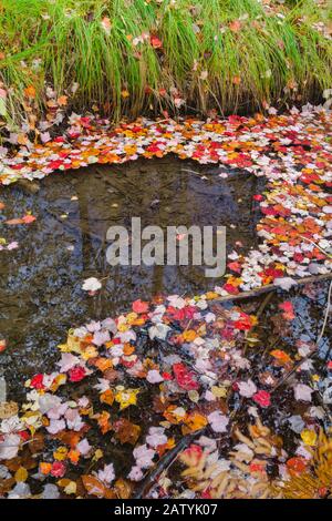 L'autunno Parte in un ruscello nell'area del Centro Naturale Sieur de Monts nel Parco Nazionale di Acadia, l'Isola del deserto del Monte, Maine Foto Stock