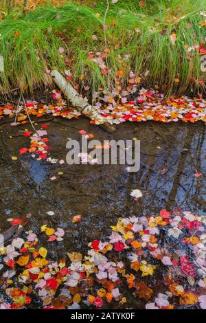 L'autunno Parte in un ruscello nell'area del Centro Naturale Sieur de Monts nel Parco Nazionale di Acadia, l'Isola del deserto del Monte, Maine Foto Stock