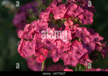 Fiori rosa sul prato, Dianthus barbatatus, primo piano, soft focus Foto Stock