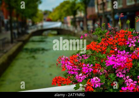 Delft, paesi bassi, agosto 2019. I graziosi e romantici canali, più piccoli di Amsterdam. Le piante acquatiche creano un tappeto verde, i ponti Foto Stock