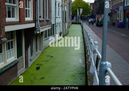 Delft, paesi bassi, agosto 2019. I graziosi e romantici canali, più piccoli di Amsterdam. Le piante acquatiche creano un tappeto verde. Foto Stock