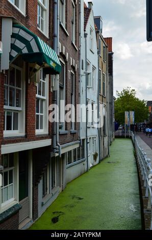 Delft, paesi bassi, agosto 2019. I graziosi e romantici canali, più piccoli di Amsterdam. Le piante acquatiche creano un tappeto verde. Foto Stock