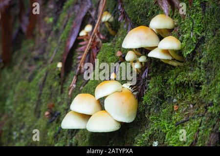 Funghi selvatici che crescono sul lato di una roccia coperta di muschio. Foto Stock