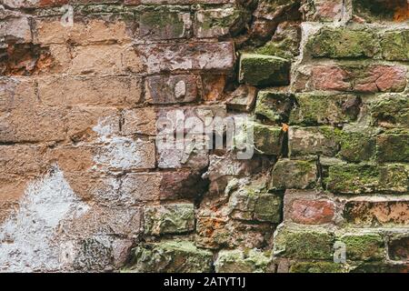 vecchio bianco dipinto quasi rovinato e sopravcrescita con mattoni di muschio struttura della parete Foto Stock