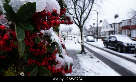 Berries rossi in una giornata innevata Foto Stock