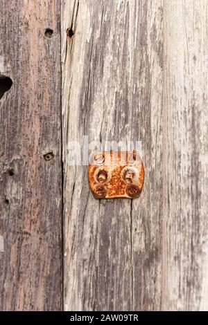 Una piastra di commutazione arrugginita su una porta di legno a Merida, Yucatan, Messico. Foto Stock