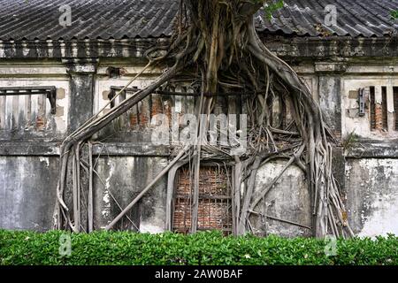 bangkok, thailandia - 2020.02.04: le radici di un albero cresciuto a e in un muro del magazzino di casa n. 1 su thanon charoen krung in bang rak Foto Stock