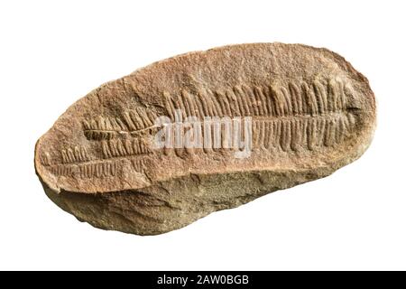 fossile fern isolato su sfondo bianco Foto Stock