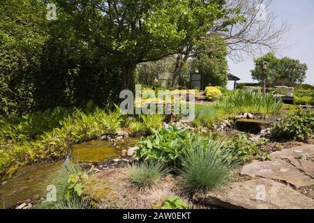 Piccolo ruscello delimitato da Festuca glauca 'Elijha Blue' - Fescue erbe, Hota e Pteridophyta - Fern piante in cortile giardino di campagna in primavera Foto Stock