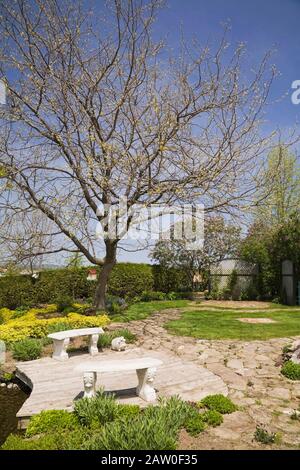 Flagstone percorso, panchine seduta, laghetto, e alberi decidui in cortile giardino di campagna delimitato da Thuja occidentalis - Cedar albero siepe in primavera Foto Stock