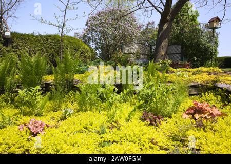 Bordo roccioso con Lysimachia nummularia ‘Aurea’ - strisciamento dorato ‘Jenny’ e Pteridophyta - piante di Fern nel giardino di campagna del cortile Foto Stock