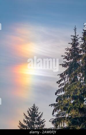 Aurora borealis nel pomeriggio nel cielo blu su abeti verdi. L'aurora boreale in cielo azzurro con la silhouette di alberi di abete rosso. Foto Stock