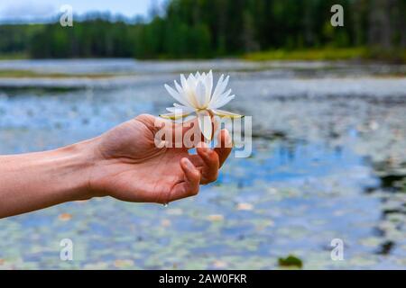 Closeup di mano di giovane uomo che tiene giglio bianco con petali bianchi contro il lago riempito di fiore di loto nel Québec settentrionale in Canada Foto Stock