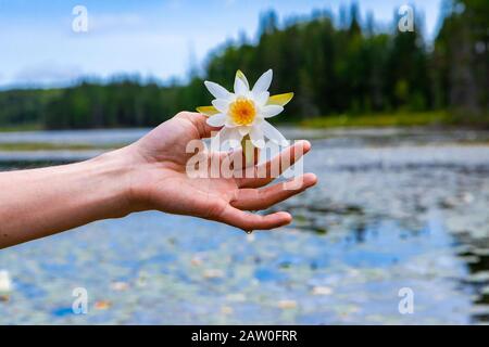 Closeup di giovane donna mano che tiene bianco giglio d'acqua con petali bianchi e gialli contro il lago riempito di fiore di loto nel Québec settentrionale in Canada Foto Stock