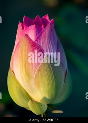 Il fiore del loto sacro in Cambogia Foto Stock