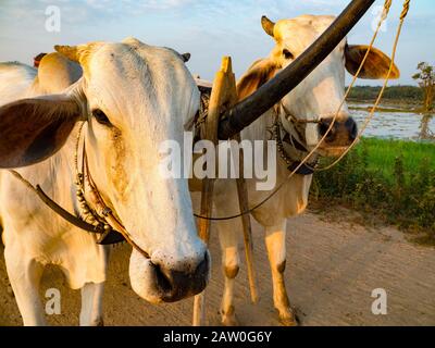 Turistico utilizzando il tradizionale metodo di trasporto di carri di buoi lungo il fiume Tonle Sap in Cambogia rurale Foto Stock