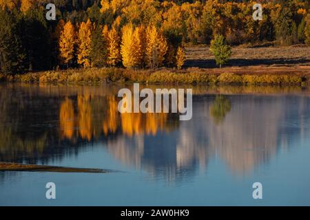 Golden aspens e Mount Moran Reflection, Oxbow Bend, Grand Teton National Park, Wyoming Foto Stock