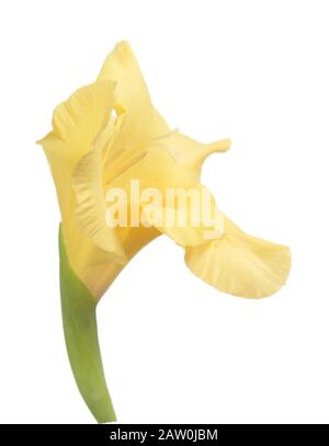 Giallo gladiolo fiore isolato su sfondo bianco Foto Stock
