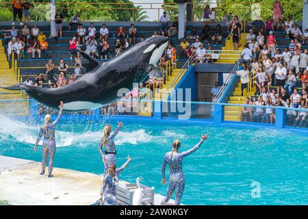 Miami Florida,Key Biscayne,Miami Seaquarium,Lolita,balena killer,orca,spettacolo del 40° anniversario,jumping,trainer,pubblico,FL100924034 Foto Stock