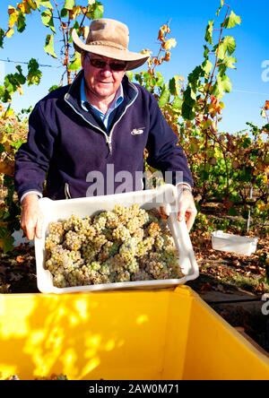 Produzione di enologi e birrifici australiani nelle regioni vinicole dell'Australia meridionale/occidentale e del nuovo Galles del Sud.Graham Shaw carica le uve in bidone Foto Stock