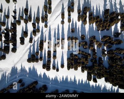 Vista dall'alto sugli alberi nella foresta invernale con neve. Sfondo invernale. Foto Stock