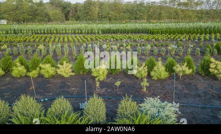 Pino nero, pino Crimea, pino Banks, abete balsam, abete solido, metasequoia, abete rosso ordinario, pino di montagna, Fattoria di alberi in una zona rurale della sta Foto Stock