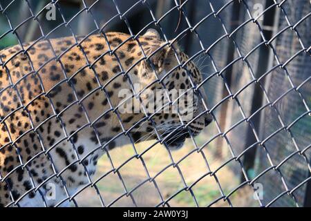 primo piano leopard in gabbia , vista laterale di leopard Foto Stock