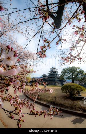 Fiori di ciliegio e Castello di Matsumoto in primavera Foto Stock