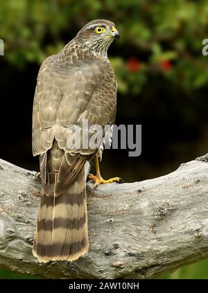 Sparrowhawk (Accipiter Nisus), Spagna Foto Stock