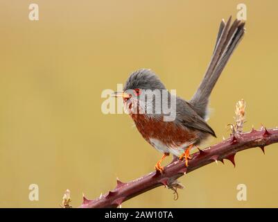 Dartford Warbler (Sylvia Undata), Spagna Foto Stock