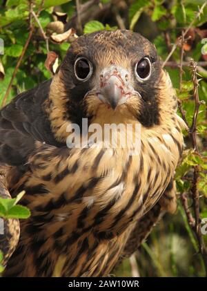 Ritratto del giovane falco pellegrino (Falco peregrinus), Spagna Foto Stock