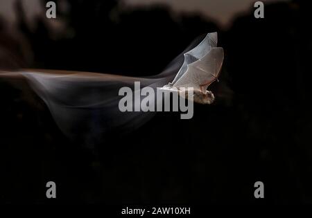 Pipistrelle comune (pipistrellus pipistrellus) volare di notte, Spagna Foto Stock