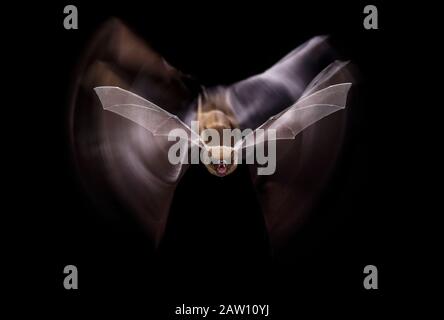 Pipistrelle comune (pipistrellus pipistrellus) volare di notte, Spagna Foto Stock