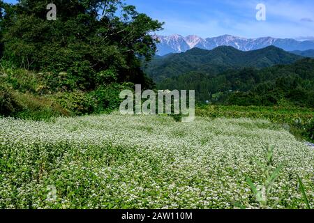 Fiore di grano saraceno e Hakuba Sanzan Foto Stock