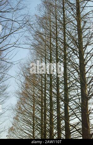 Metasequoia in inverno Foto Stock