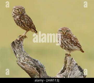 Little Owl (Athene noctua) Coppia su albero, Spagna Foto Stock
