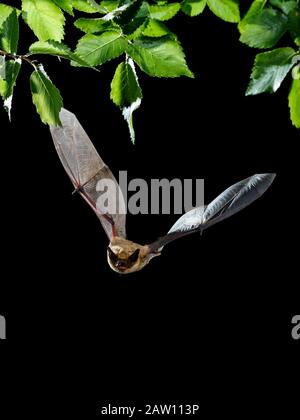 Serotine bat (Eptesicus serotinus) volare di notte, Spagna Foto Stock