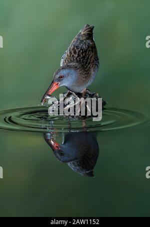 Water rail (Rallus aquaticus) Salamanca, Castilla y Leon, Spagna Foto Stock