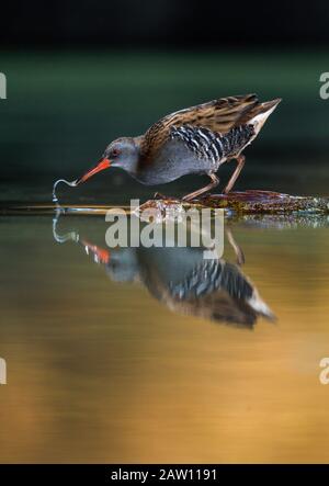 Water rail (Rallus aquaticus) Salamanca, Castilla y Leon, Spagna Foto Stock