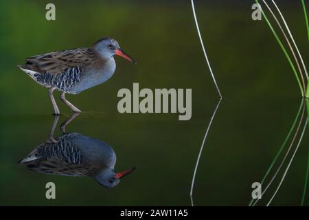 Water rail (Rallus aquaticus) Salamanca, Castilla y Leon, Spagna Foto Stock