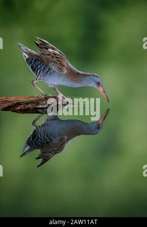 Water rail (Rallus aquaticus) Salamanca, Castilla y Leon, Spagna Foto Stock