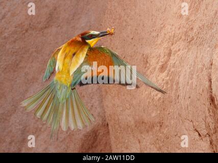 European Bee-eater (Merops apiaster) volare con preda, Salamanca, Castilla y Leon, Spagna Foto Stock