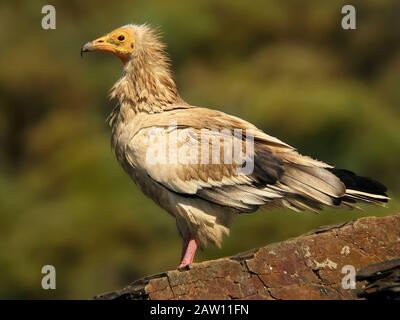 Vulture Egiziana (Neophron Percentopterus) Salamanca, Castilla Y Leon, Spagna Foto Stock