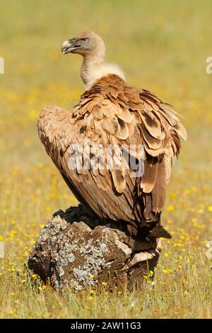 Griffon Vulture (Gyps Fulvus), Salamanca, Castilla Y León, Spagna Foto Stock