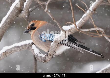 Garrulus glandarius brandtii Foto Stock