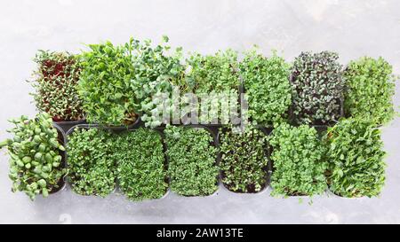 Diversi tipi di microgreens misti in vassoi su sfondo grigio. Vista dall'alto Foto Stock