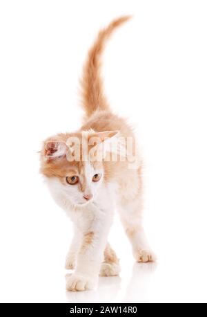 Gatto maschio rosso, a piedi verso la macchina fotografica. Isolato Foto Stock