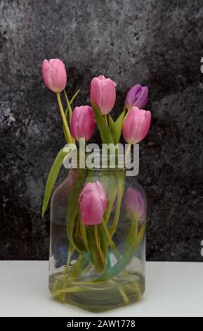 Tulipani rosa bello in un vaso di vetro con sfondo bianco e grigio scuro Foto Stock