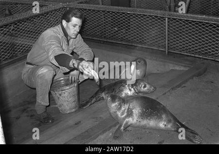 Sulla spiaggia di Zandvoort le foche sono tenute a Artis Data: 3 gennaio 1969 Località: Amsterdam, Noord-Holland Parole Chiave: Seal Institution Nome: Artis Foto Stock