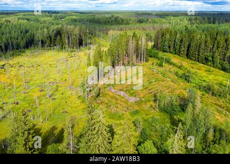 Vista dall'alto di una palude in una zona boscosa Foto Stock